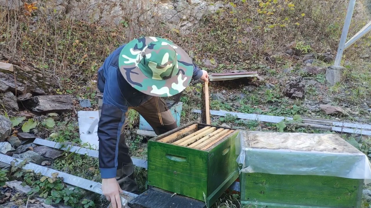 Bir yıldır varroa tedavisi görmeyen yeşil kovanın kış öncesi son durumu.