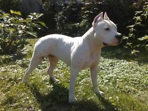 American Staffordshire Terrier Breed Information Pictures Dogtime