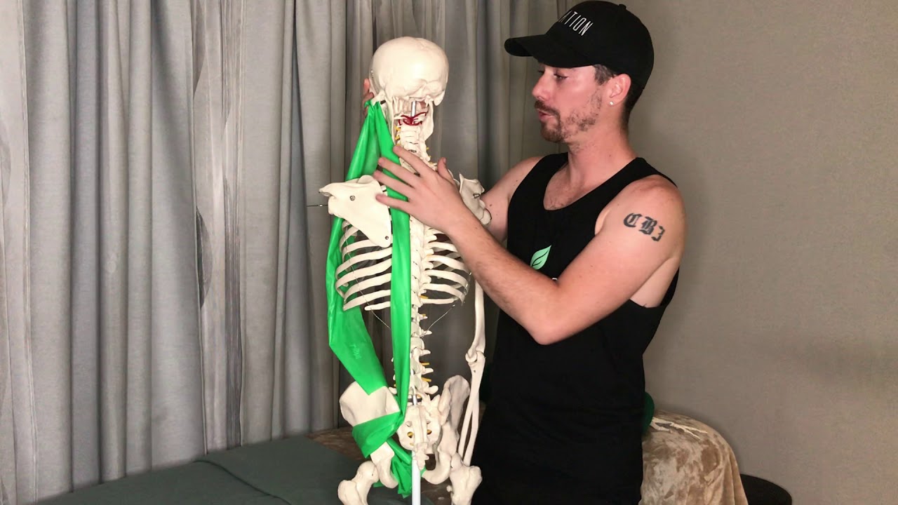 Neck Pain from sitting all day? Here is why | FlexEd by Flexation Body work and Massage