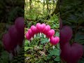 Timelapse - Bleeding Heart Flower #flowers #nature #garden #relaxingmusic #plants