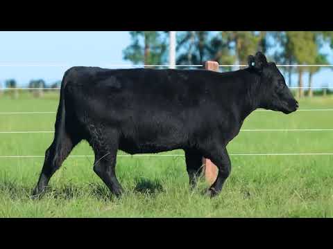 LOTE 17   TAT TE 4093 F Angus