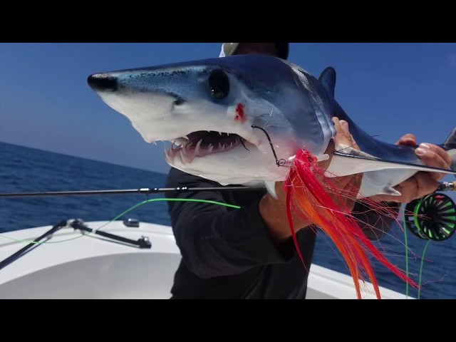 Baby Jumping Mako on the Fly 