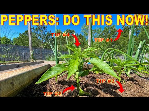 Your Peppers Will LOVE You For This: 4 Things To Do NOW!