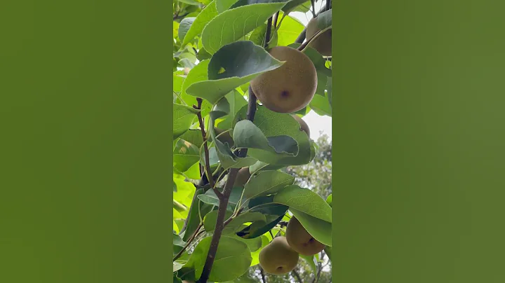 果实累累希望的后院fruits are promising in my backyard - 天天要闻