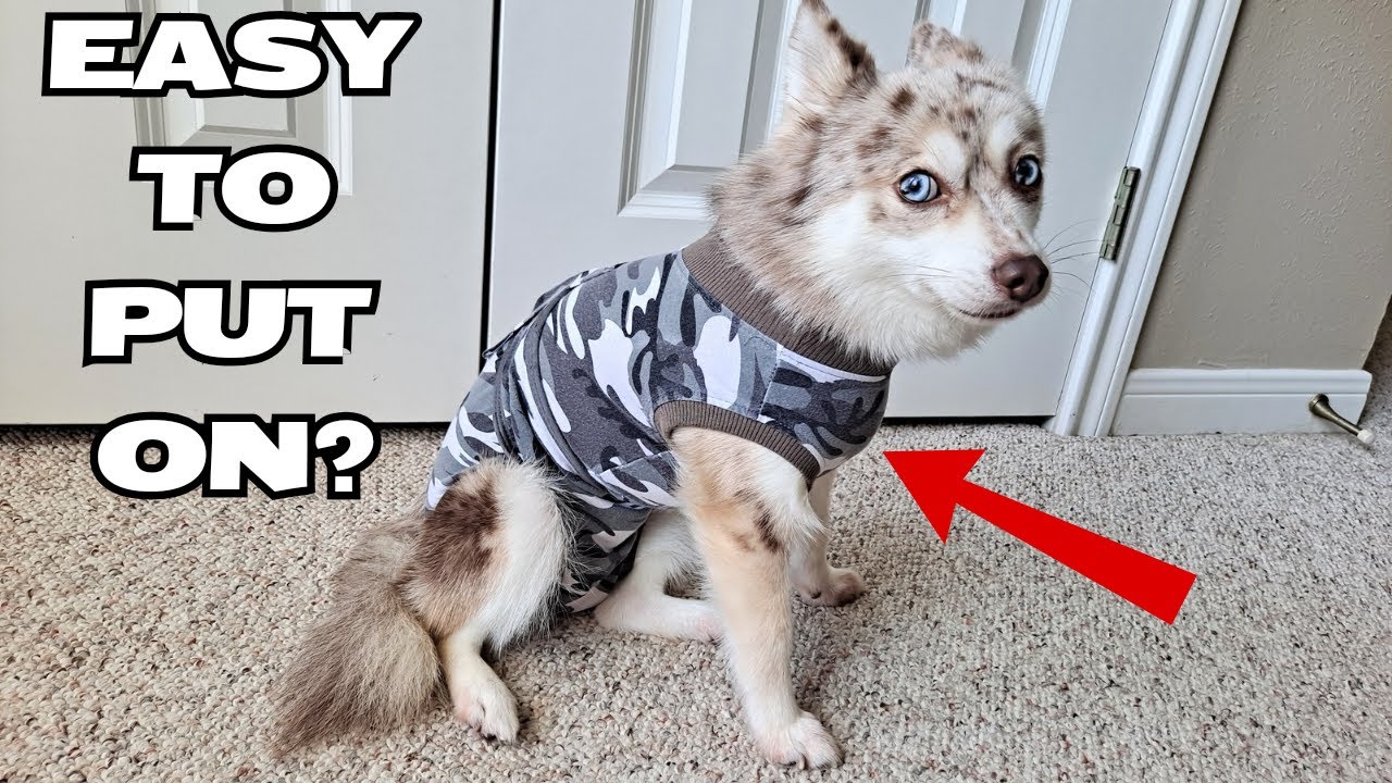 Kuoser Recovery Suit For Dogs - How To Put Suit On!