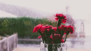 Relaxing & Sleeping Music with Rain & Red Flower in Window | Soft Music With Rainy Sound Sleeping screenshot 5