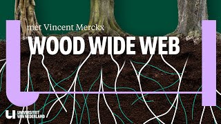 Hoe bomen in het geheim met elkaar praten