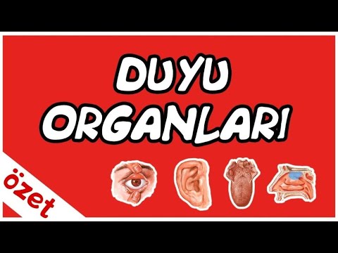 Duyu Organları Özet / AYT Biyoloji