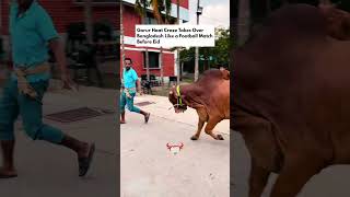 #foryou #cow #trending #bull #viral #animals