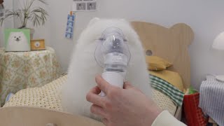 A pomeranian dog using a nebulizer by himself.