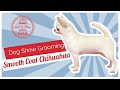 Dog Show Grooming: How To Groom A Smooth Coat Chihuahua