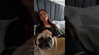 Royal Winged Bed Uk Grey Velvet Bed With Stud Detail Moonsleep Beds