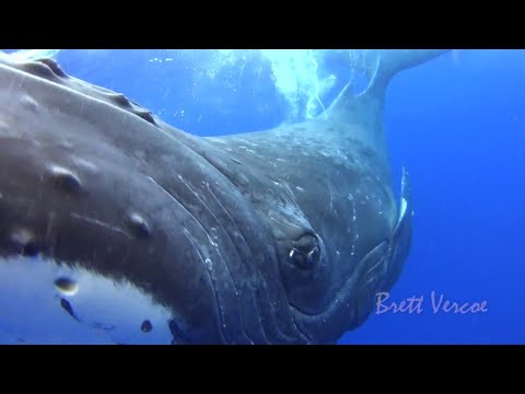 Video Cá voi xanh những hình ảnh cận cảnh tuyệt đẹp - youtube