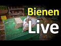 Nordbiene - Bienen Live: Bienenbaum-Samen, Varroa, Behandlung, Fütterung, Futterabriss, Dunkle Biene