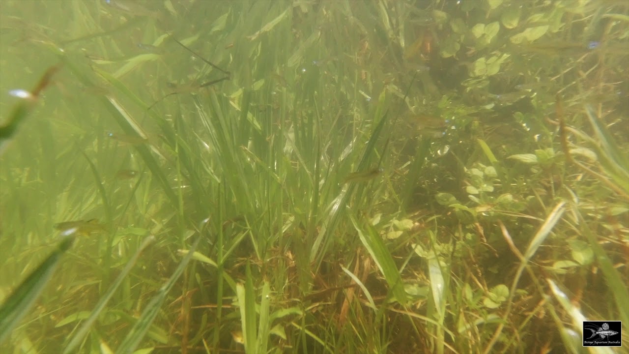 Biotope Australia, Pacific Blue-eyes (Pseudomugil signifer).