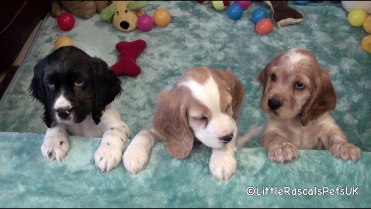 Cocker Spaniel puppies for sale at YouTube