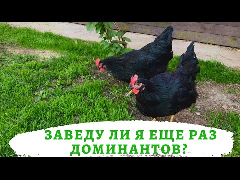 Куры Доминанты.Заведу ли еще раз ?