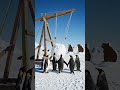 The Arctic Adventurers