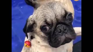 4 PUG Lovers 😎 Funny and Cute Pug Dogs Videos Compilation by PIGO 14 views 4 years ago 9 minutes, 54 seconds