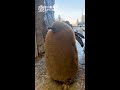 【旭山動物園】もこもこキングペンギン巨大ひな🐧👑貫禄の歩き方で帰宅 [Asahiyama Zoo] Fluffy King penguin chick. #Shorts