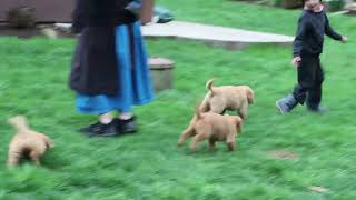 Golden Retriever Puppies For Sale