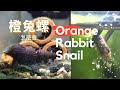   orange rabbit snail care breeding feeding