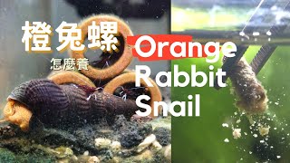 Orange Rabbit Snail Care, Breeding, Feeding