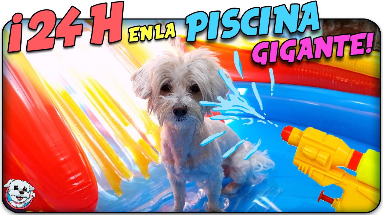 Paso un día entero en mi PISCINA para PERROS HINCHABLE GIGANTE!🏖🐶Anima Dogs retrospektive