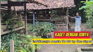 in a rickety pen, there are super-super pseudo Javanese randu goats with 80 UP parents