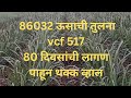 86032 ऊसाची तुलना vcf 517 ,80 दिवसांची लागण पाहून थक्क व्हाल