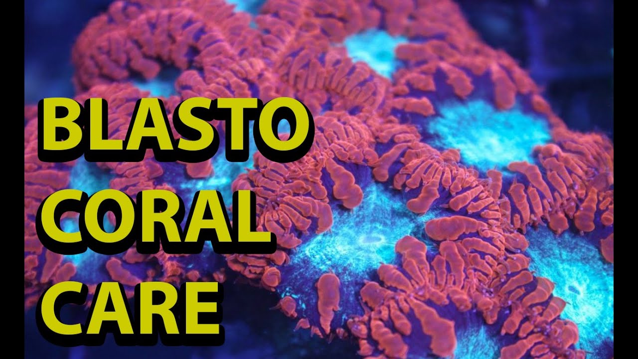 Blastomussa Coral Care \U0026 Tips