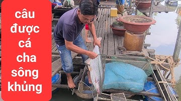 Câu cá giải trí gặp sư phụ câu được cá tra khủng .