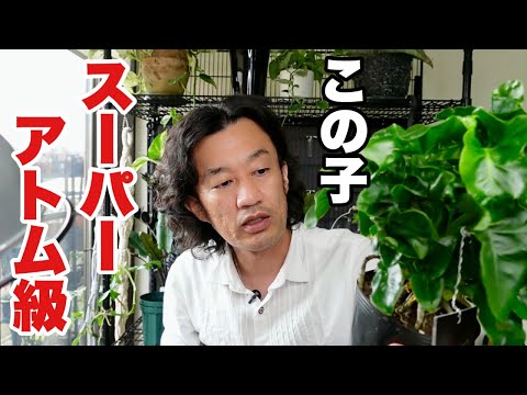 ぽんちゃん「木を植えよう」 さよならポニーテール『モミュの木の向こう側』LP