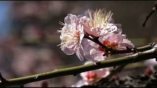 Sarah Chang (장영주) - Bruch - Violin Concerto No.1 in G minor, Op.26, Movement 1