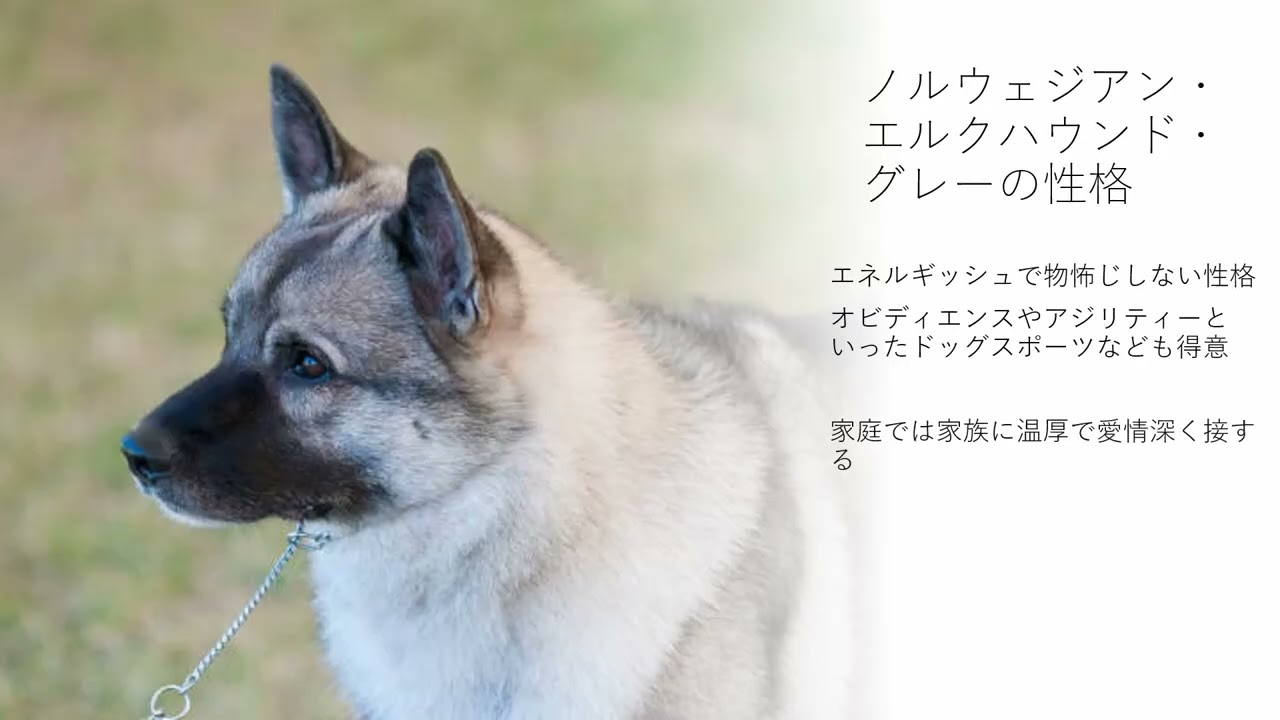 ノルウェジアン エルクハウンド グレー 愛犬家住宅 ペットリフォームならセラフ榎本 埼玉県 東京都 神奈川県 ペット 犬 犬種 Youtube ノルウェジアン エルクハウンド グレー 愛犬家住宅 ペットリフォームならセラフ榎本 埼玉県 東京都 神奈川県 ペット 犬 犬種 Youtube