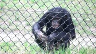 Monkey World - Bryan