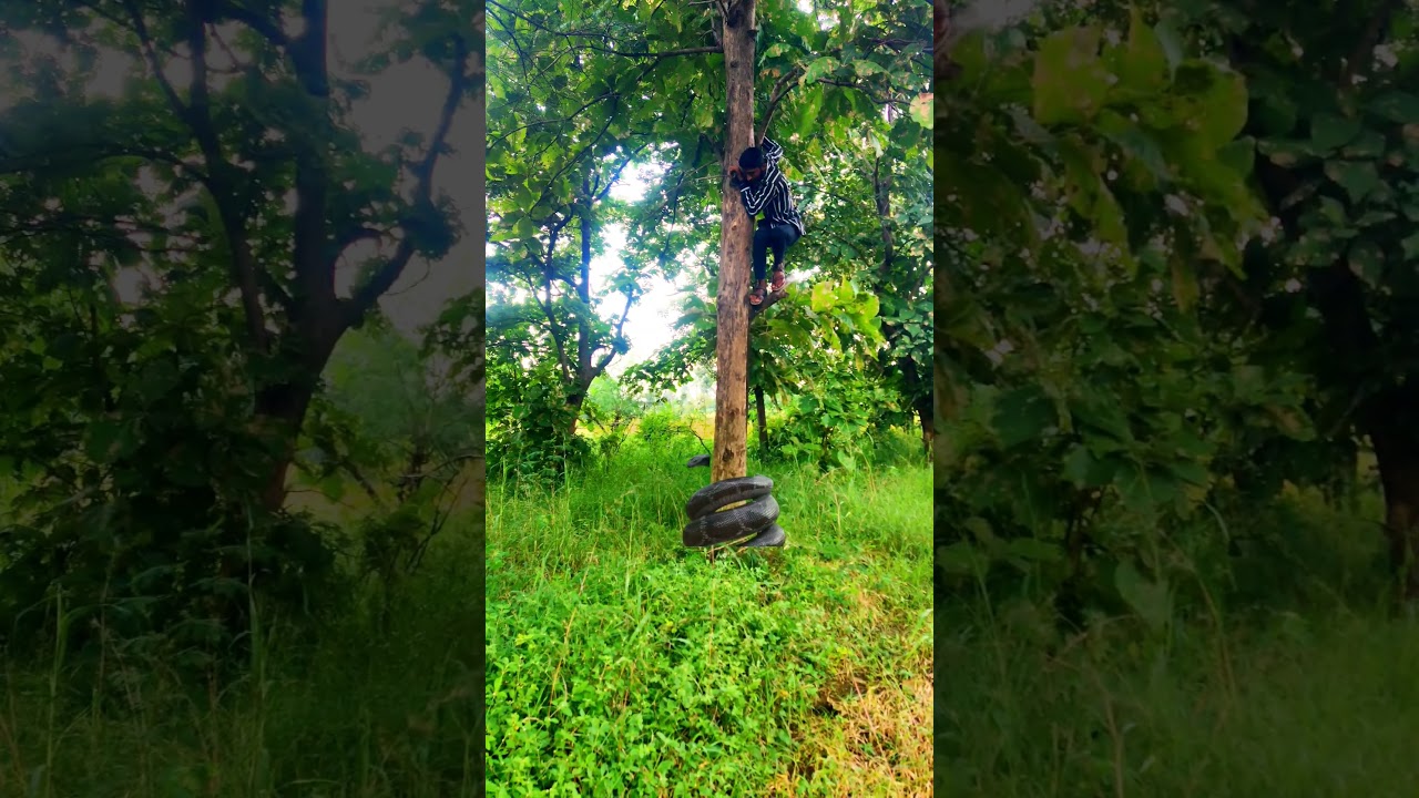 OMG 😱 anaconda attack 🐍