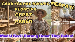 CARA TERNAK BURUNG MERPATI PEDAGING!! Modal Kecil Untung Besar Tiap Bulan!