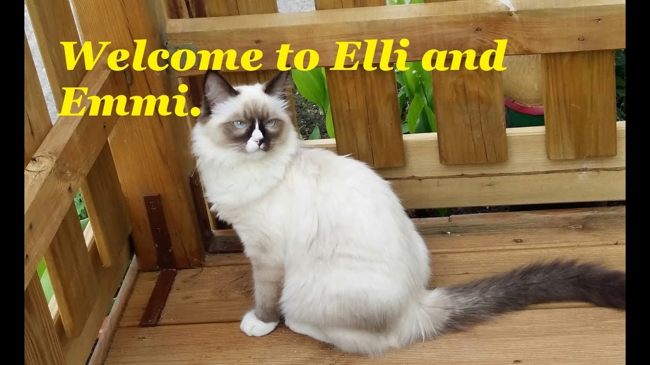 Beautiful Ragdoll *Playful Ragdoll Kitten* Funny cats YouTube