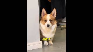 Owner started SECRET training until he became THIS…❤️🐕#usa#dog#shorts