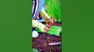 Thumbnail of the process of tying the harvested spring onions #shorts
