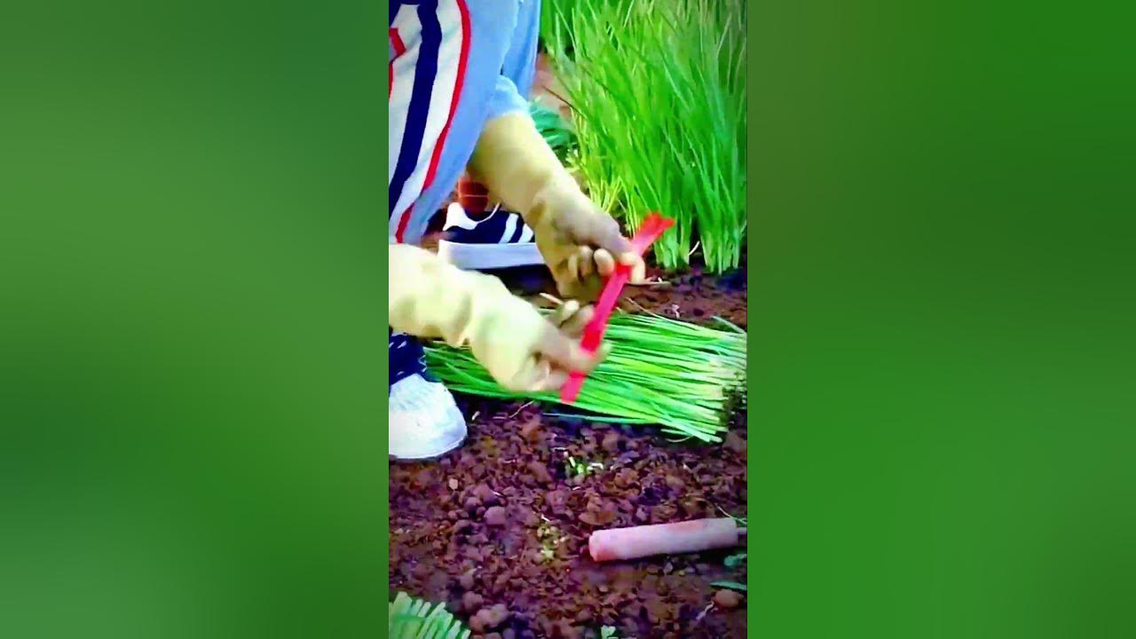 the process of tying the harvested spring onions #shorts