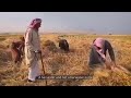 حصاد المنجل  #حكاية_فراتية