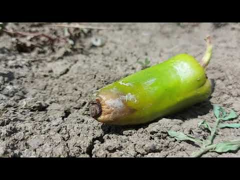 Video: Was ist Anthraknose von Tomaten - Erkennen von Anthraknose an einer Tomatenpflanze