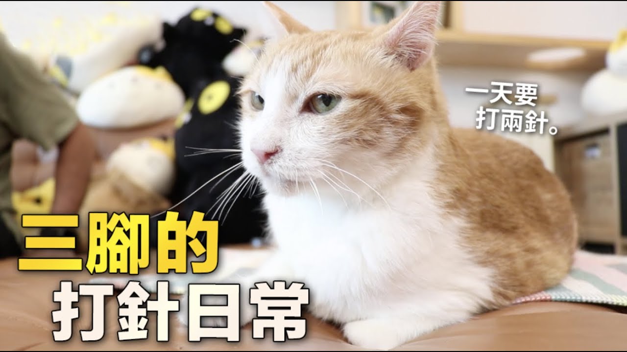 【黃阿瑪的後宮生活】三腳的打針日常，每天都要打針了…