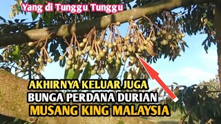 Review akirnya berbunga juga durian musang king bunga pertama @masagrochannel3134