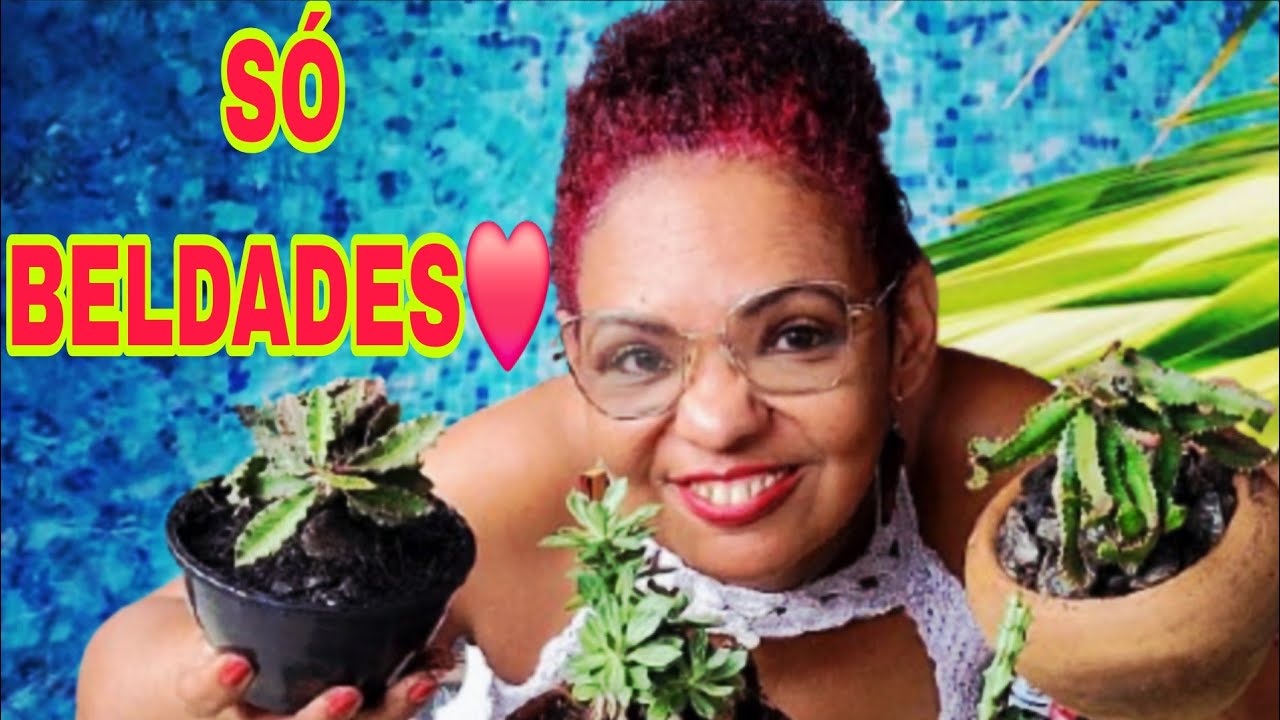 EUPHORBIAS COM CAUDEX, COMO LEVANTAR E PODAR