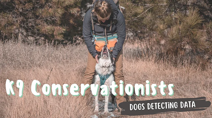 K9 Conservationists: Dogs Detecting Data