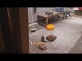 三匹のボス頑張る!〝平和に向かう餌場〟