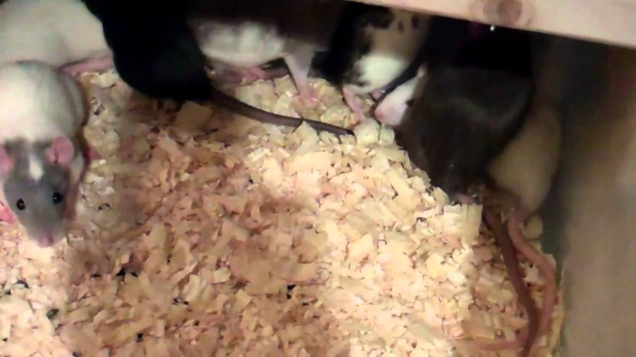 video phone beyonce mp3 late christmas rats